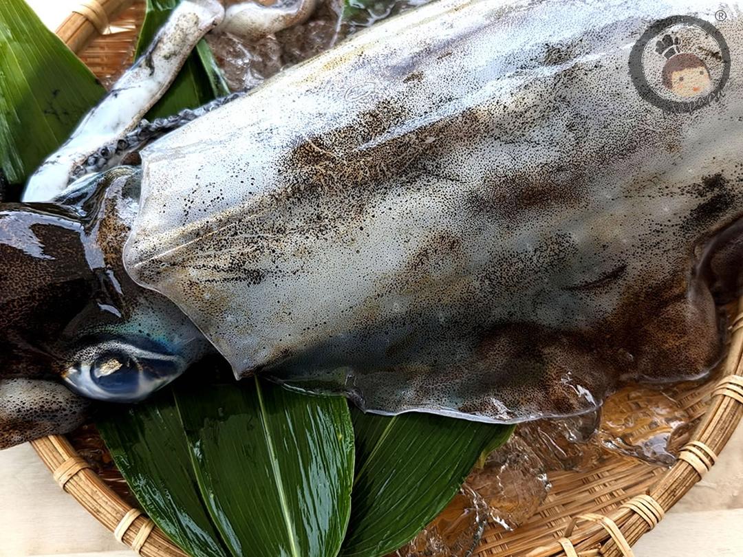 AAA鮮凍大軟絲